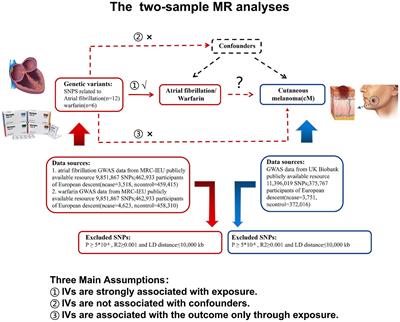 Causal relationship between atrial fibrillation/warfarin and cutaneous melanoma: a two-sample Mendelian randomization study